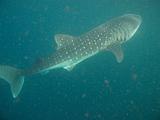 Djibouti - Whale Shark in Djibouti - 16